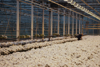 Over Chrysantenkwekerij Bovebo